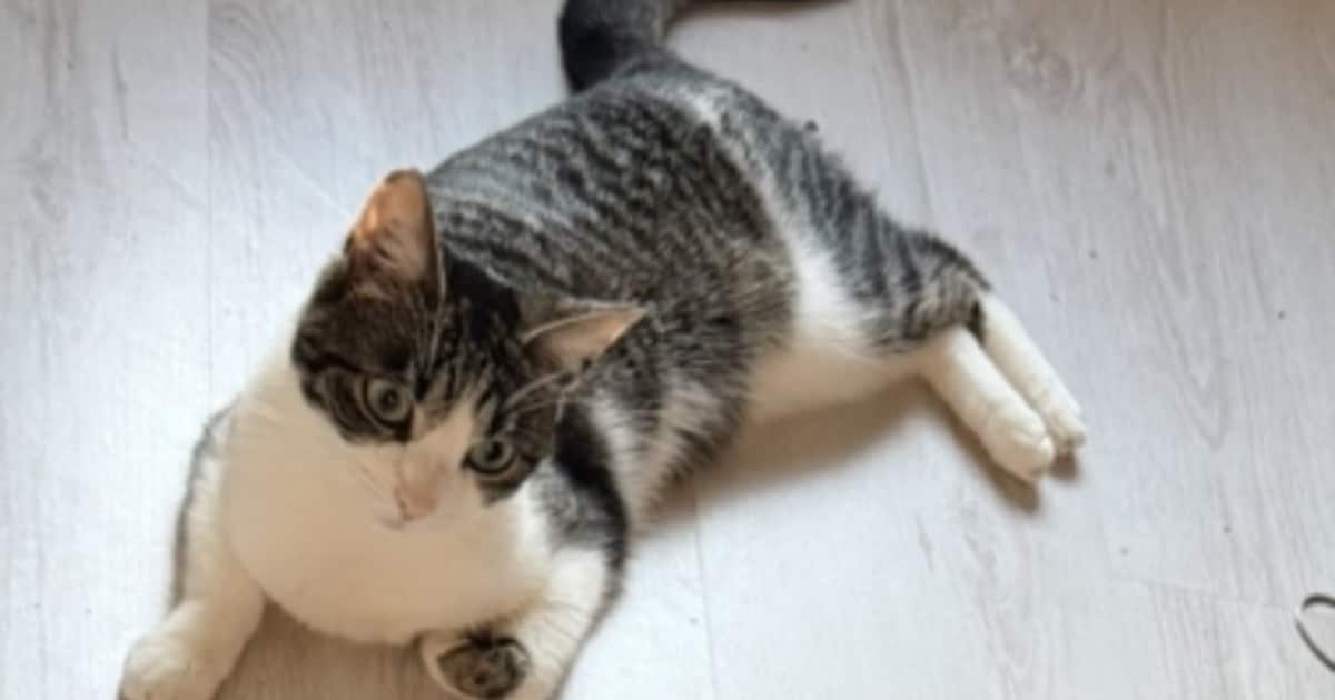Heb jij Imani of Loe gezien? Deze twee huisdieren worden in Oldambt vermist