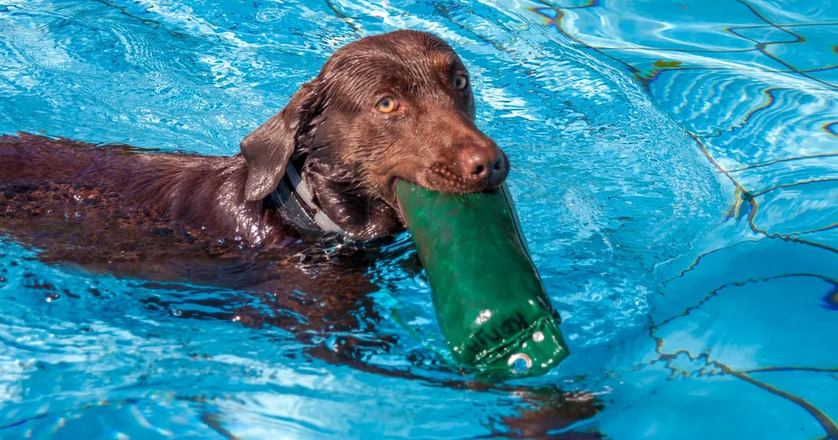 BillyBird Het Run opent zwembad in Drunen voor honden tijdens DoggyDay
