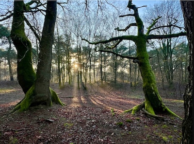 Image related to the article