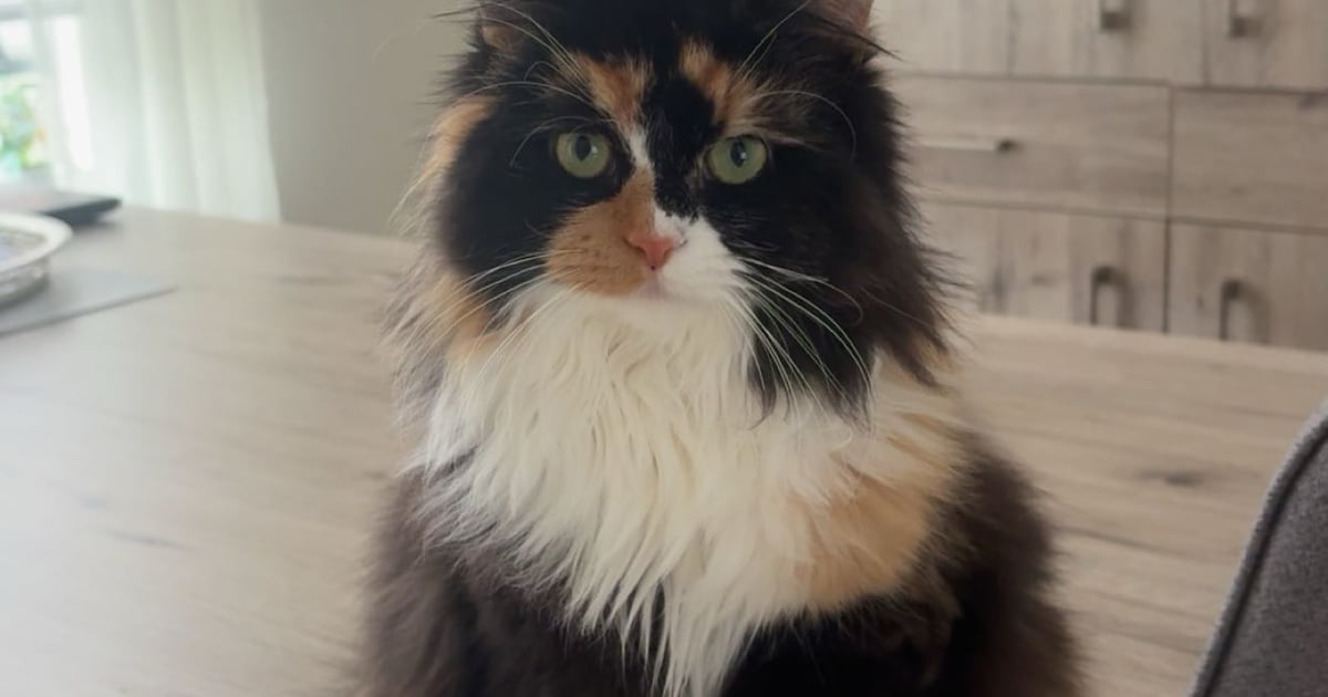 Heb jij Princess of Jewel gezien? Deze twee huisdieren worden in Heusden vermist