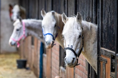 Image related to the article