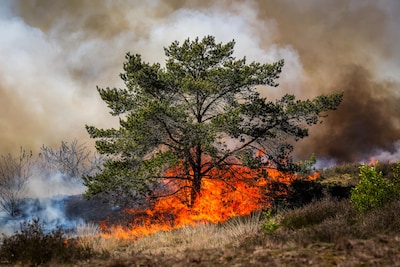 Voor het eerst werd ‘code paars’ afgegeven: natuurbrandrisico in voorjaar was ongekend groot