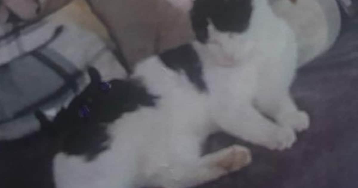 Heb jij Woezel, Muffin of Kleintje gezien? Deze 10 huisdieren worden in Haarlem vermist