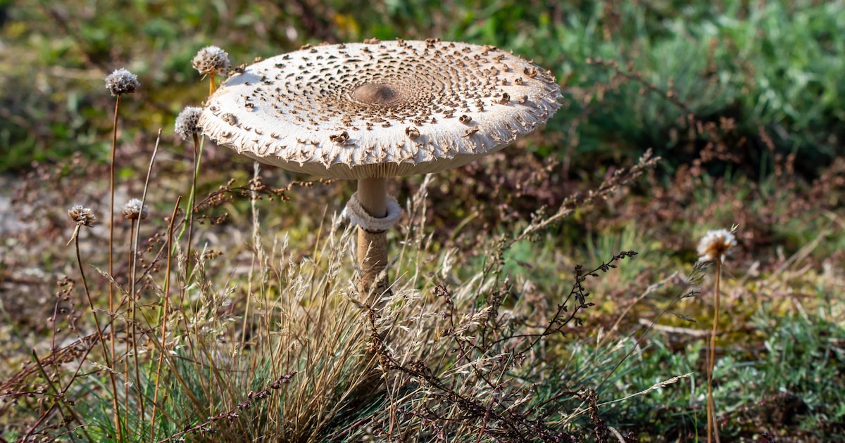 Gratis excursie ontdekt paddenstoelen in Zegerslootgebied