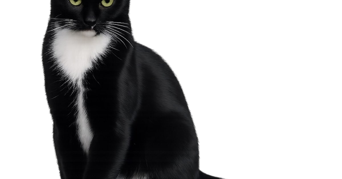 Heb jij Bobbie, Roméo of Ouzi gezien? Deze drie huisdieren worden in Voerendaal vermist