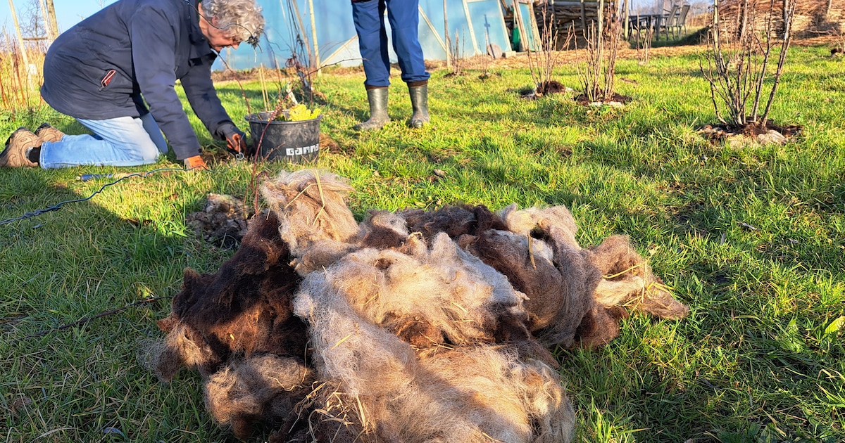 Creatieve workshop leert deelnemers werken met schapenwol