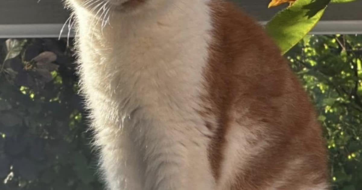 Heb jij Dobber, Poetie of Bella gezien? Deze vijf huisdieren worden in Leeuwarden vermist