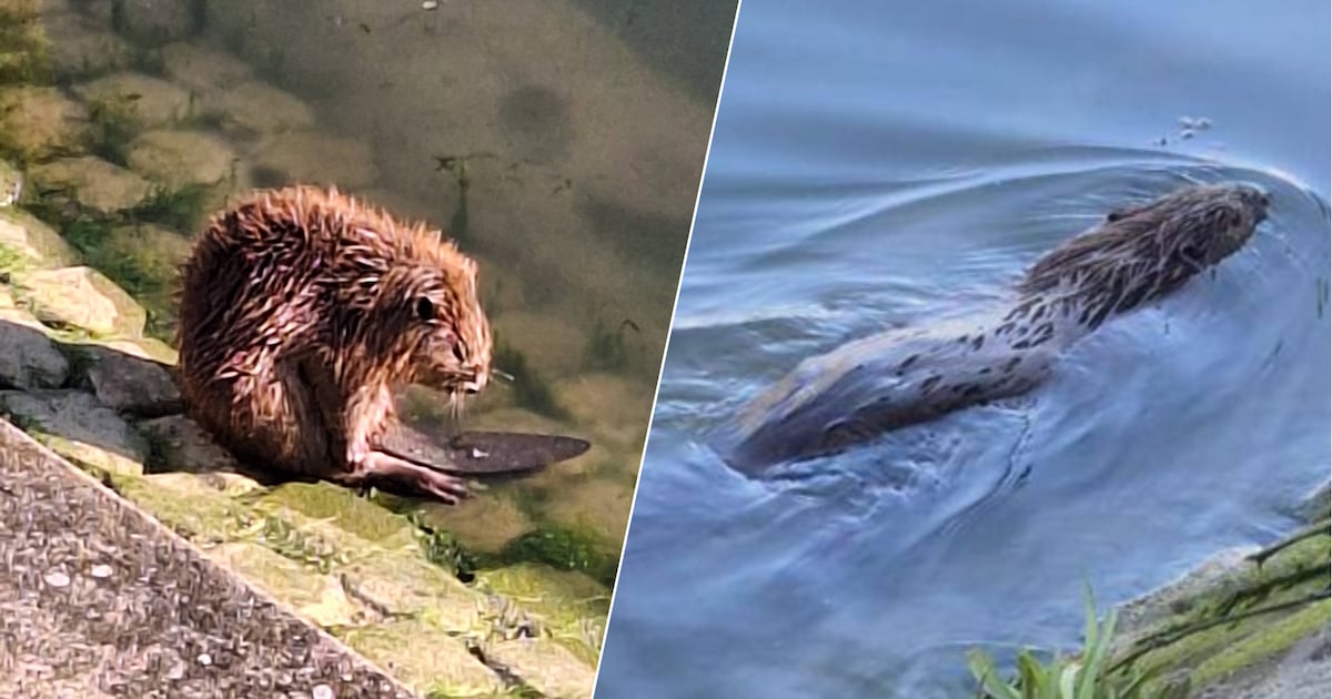 Bijzondere ‘toerist’ trekt de aandacht in stadshart van Maassluis: ‘Hij was erg op zijn gemak’
