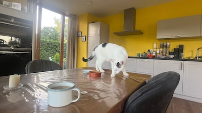 Heb jij Woutje gezien? Dit huisdier wordt in Wijchen vermist
