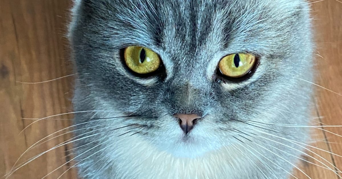 Heb jij Scooby, Snowy of Teddy gezien? Deze drie huisdieren worden in Zeist vermist