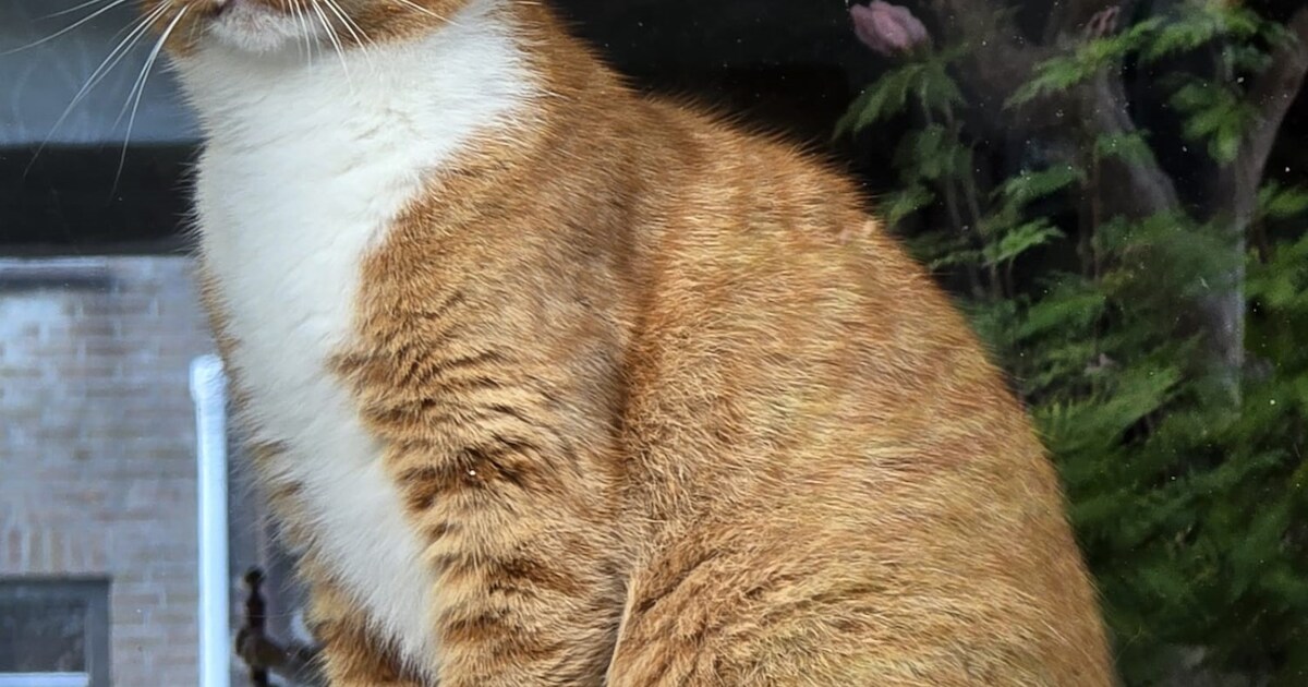 Heb jij Tijger of Momo gezien? Deze twee huisdieren worden in Dijk en Waard vermist