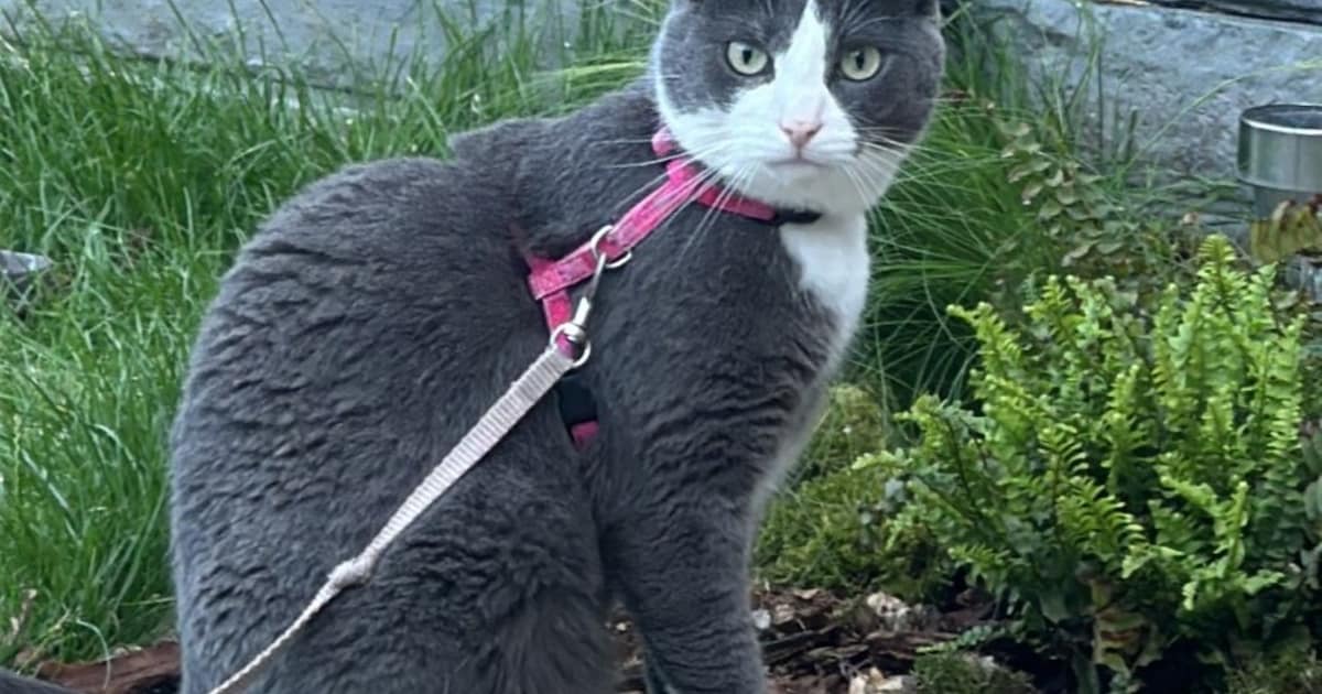 Heb jij Boris gezien? Dit huisdier wordt in Noordenveld vermist