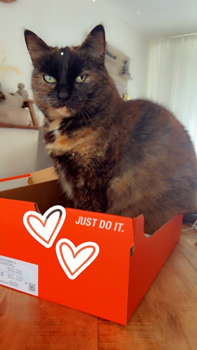 Heb jij Harry of Bica gezien? Deze twee huisdieren worden in Almelo vermist