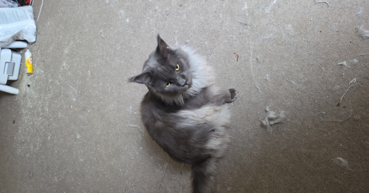 Heb jij Storm of Bo gezien? Deze twee huisdieren worden in Reimerswaal vermist