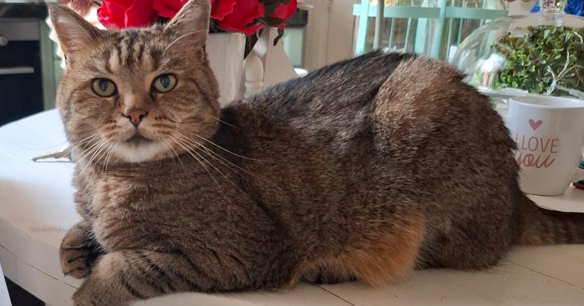 Heb jij Louis gezien? Dit huisdier wordt in Barendrecht vermist