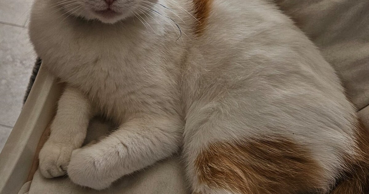 Heb jij Happy, Charlie of Leyla gezien? Deze vier huisdieren worden in Schiedam vermist