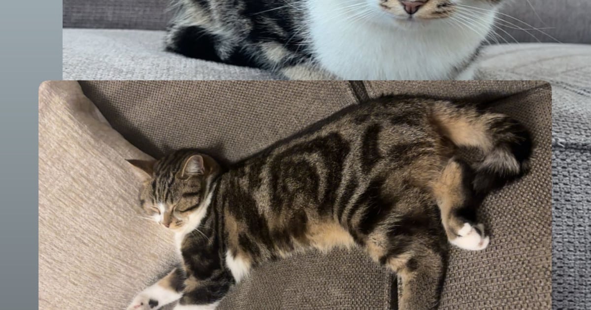 Heb jij Kenzo of Memi gezien? Deze twee huisdieren worden in Venlo vermist