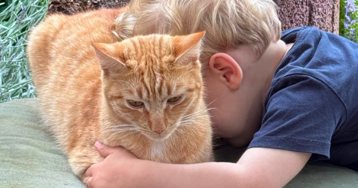 Heb jij Katara, Sinas of Disco gezien? Deze vier huisdieren worden in Teylingen vermist