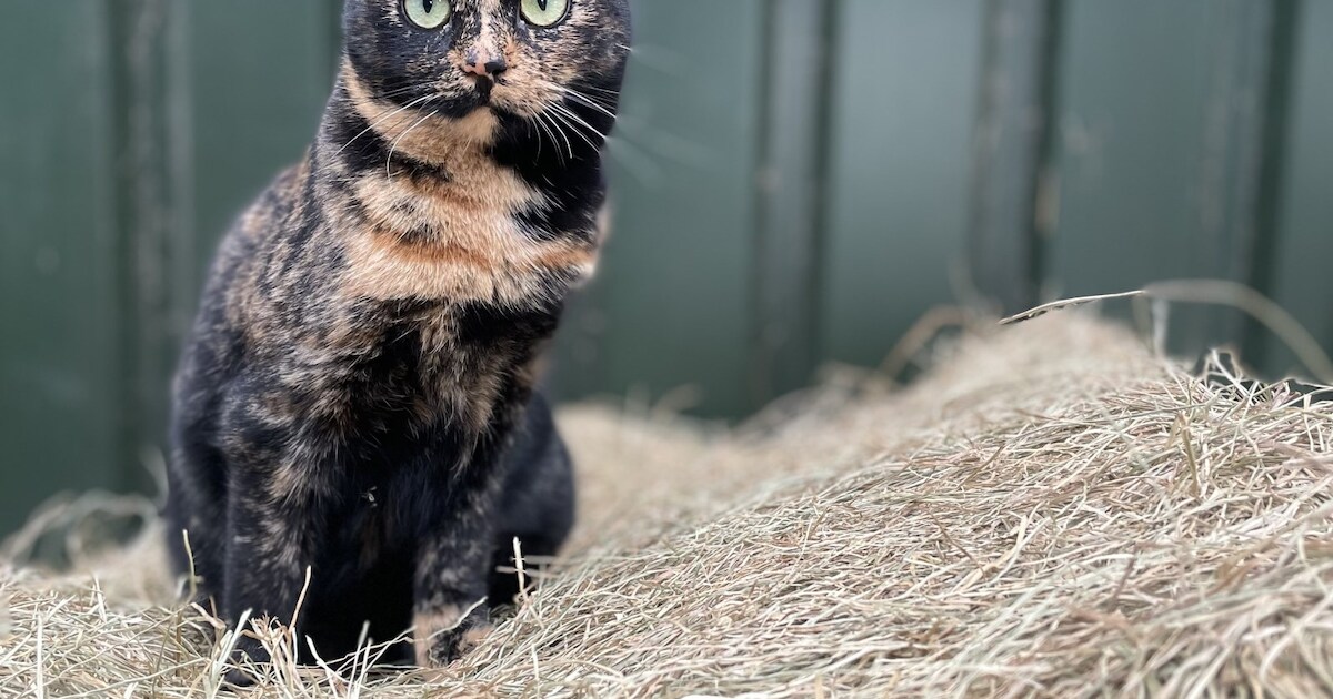 Heb jij Rebel gezien? Dit huisdier wordt in Borsele vermist