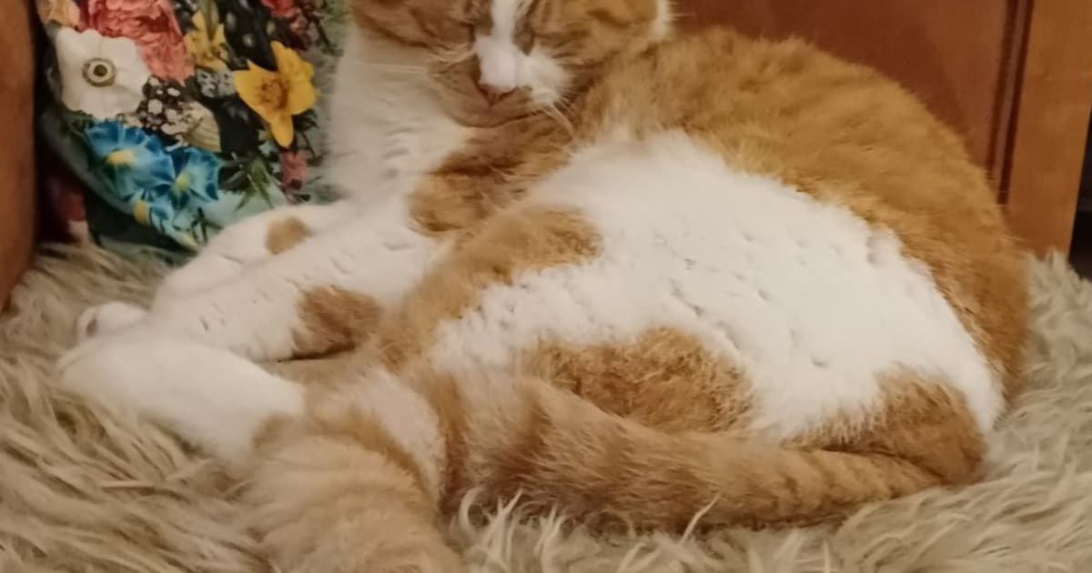 Heb jij Kees gezien? Dit huisdier wordt in Heiloo vermist