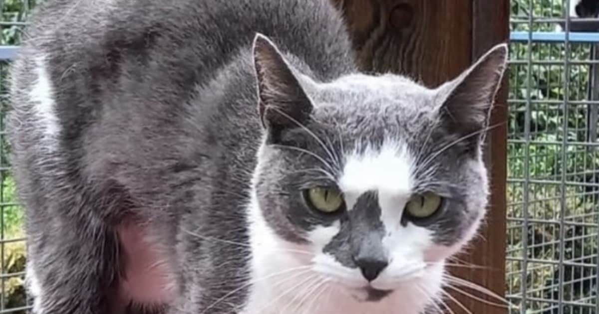 Heb jij Dotje gezien? Dit huisdier wordt in Hilvarenbeek vermist