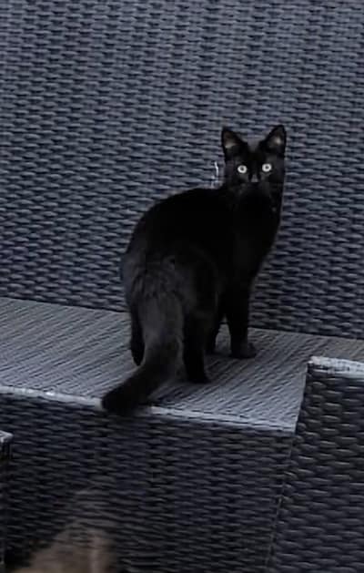 Have you seen Salsa? This pet is missing in Haarlem