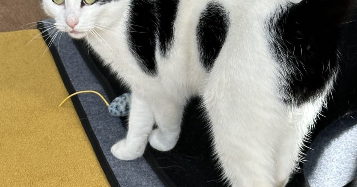 Heb jij Aad of Simba gezien? Deze twee huisdieren worden in Venray vermist