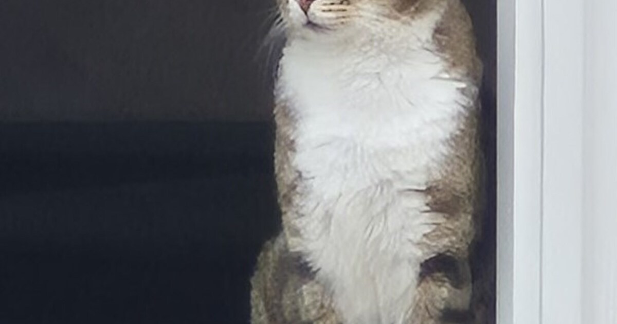 Heb jij Jacky gezien? Dit huisdier wordt in Medemblik vermist