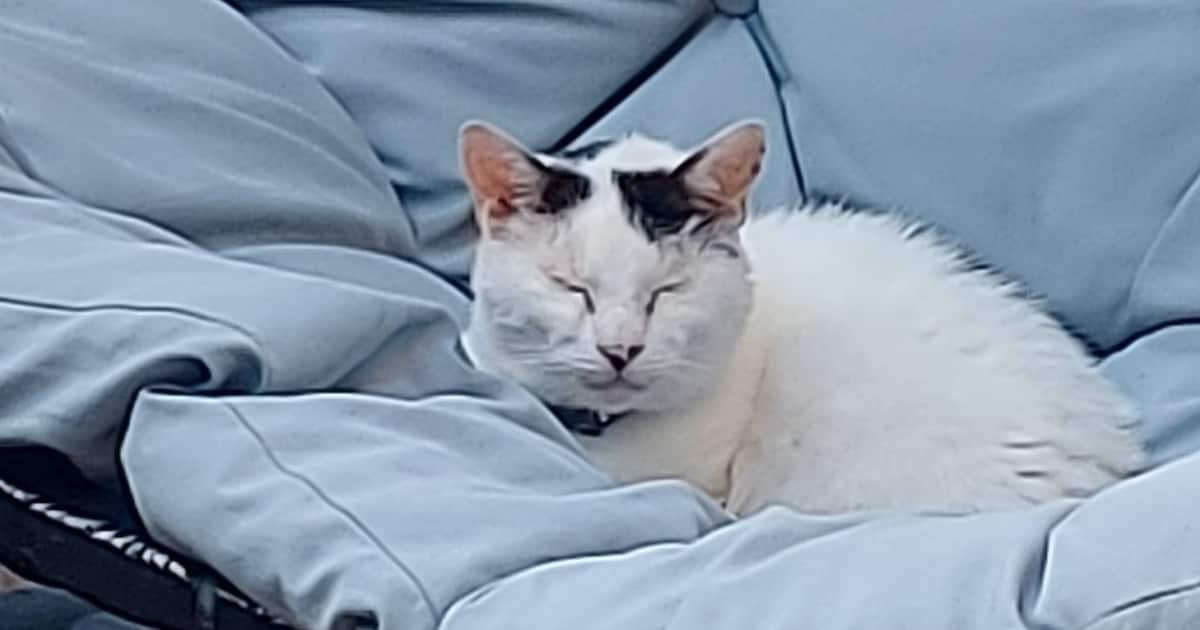 Heb jij Sushu of Witje gezien? Deze twee huisdieren worden in Ridderkerk vermist