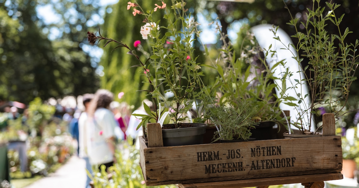 Planten- en bloemenmarkt op Treubplein in Voorschoten