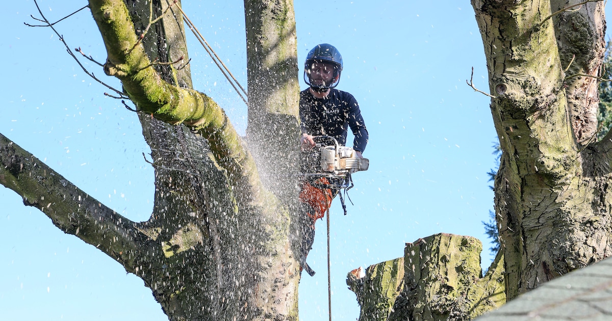 Huizen kapt 73 bomen en plant nieuwe aan: werkzaamheden starten binnenkort