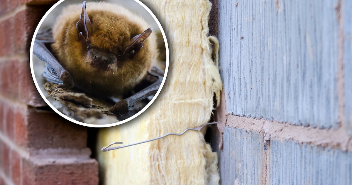 Ecologisch onderzoek in Opmeer naar beschermde dieren