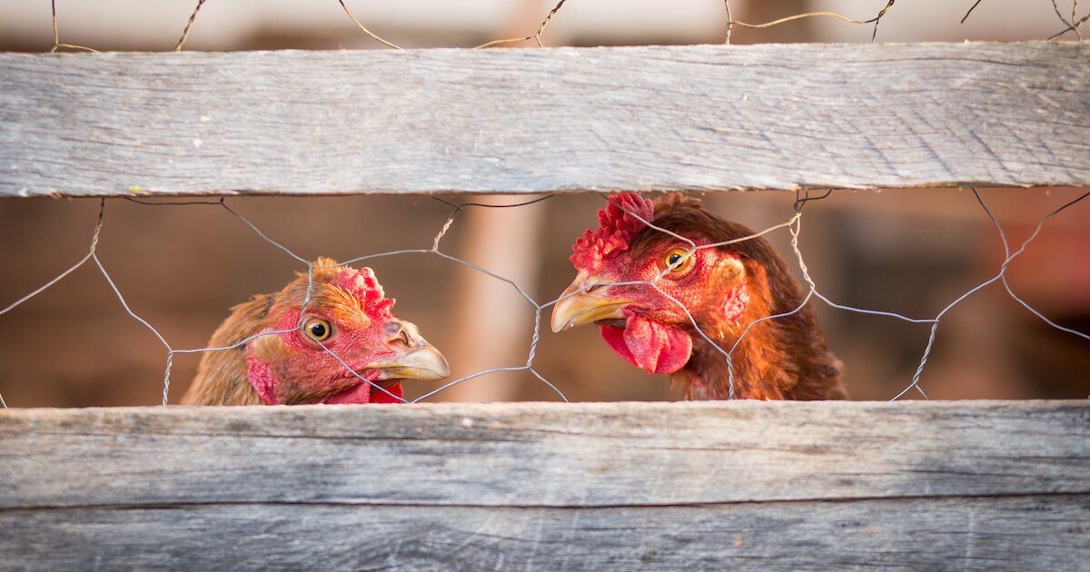 Man richt luchtbuks eerst op kippenhok en dan op huis van zijn schoonfamilie in Doornspijk