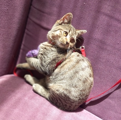 Heb jij Barrie, Brody of Cookie gezien? Deze vier huisdieren worden in Gouda vermist