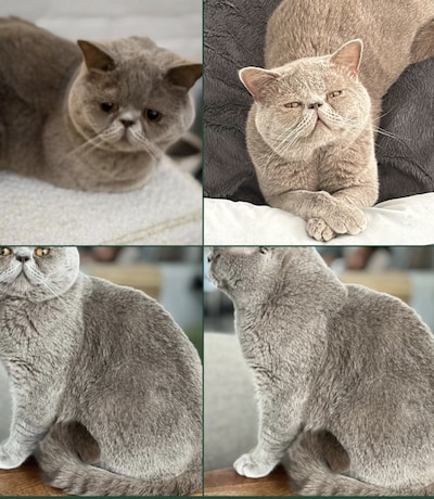 Heb jij Passa of Karel gezien? Deze twee huisdieren worden in Eindhoven vermist