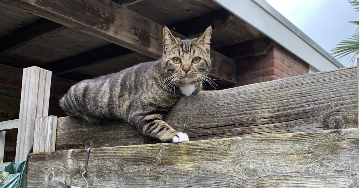 Heb jij Mochi gezien? Dit huisdier wordt in Alphen aan den Rijn vermist
