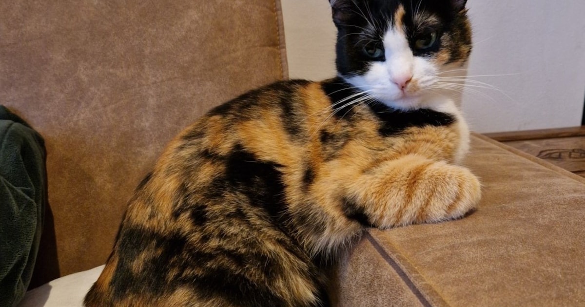 Heb jij Nora gezien? Dit huisdier wordt in Boxtel vermist