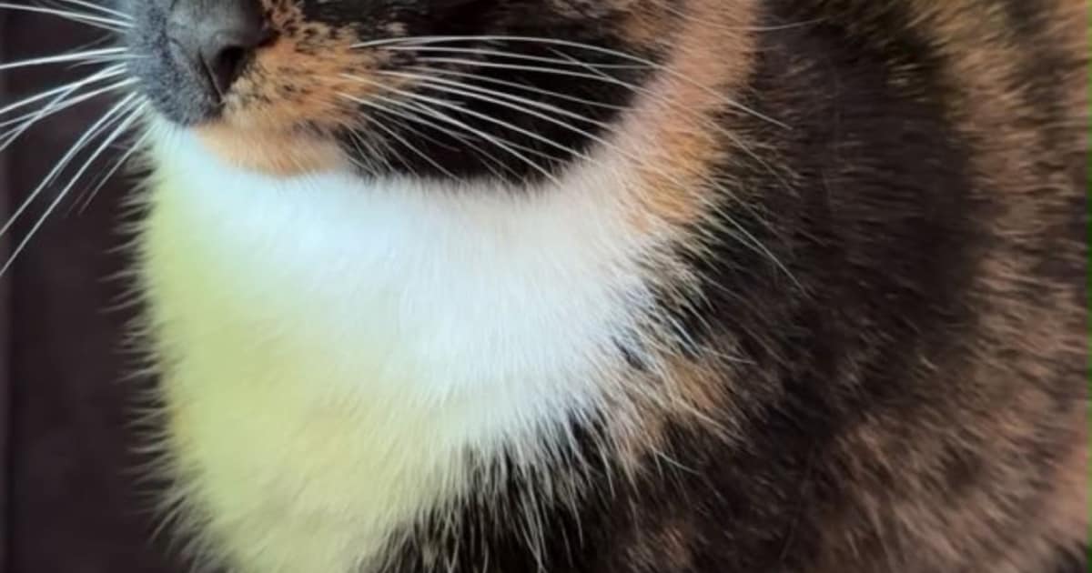 Heb jij Bunny, Baco of Millie gezien? Deze vijf huisdieren worden in Hoogeveen vermist