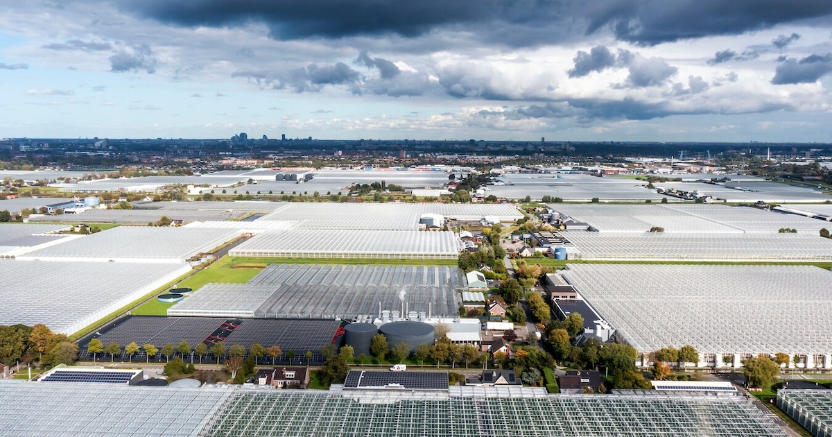 Na Broekpolder gaat ook kassengebied in de Oranjepolder in Maasdijk flink op de schop
