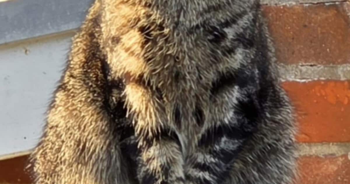 Heb jij Puck, Loki of Guus gezien? Deze zes huisdieren worden in Leeuwarden vermist
