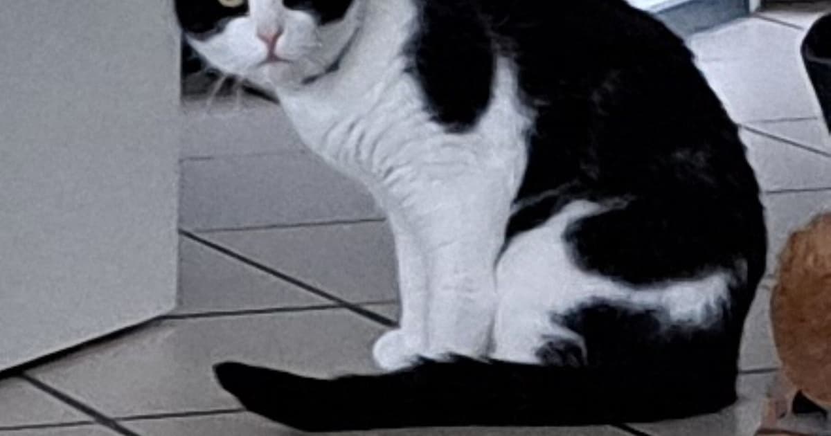 Heb jij Choppie, Dex of Blacky gezien? Deze vier huisdieren worden in Westerwolde vermist