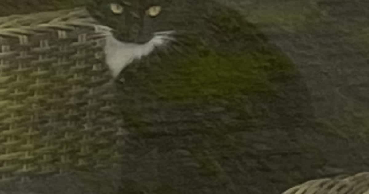 Heb jij Mini poes gezien? Dit huisdier wordt in Leudal vermist