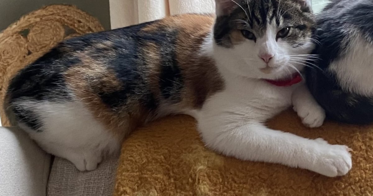 Heb jij Jules, Pip of Misty gezien? Deze vier huisdieren worden in Dijk en Waard vermist