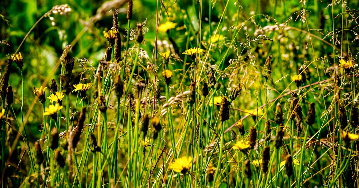 Bermen in Zoeterwoude krijgen nieuw bloemen- en kruidenmengsel