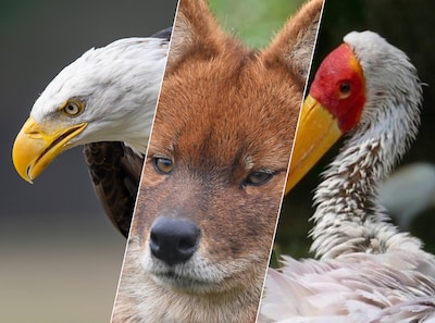 Ontsnapte aap is niet alleen: deze beesten wisten eerder te ontsnappen uit de Beekse Bergen