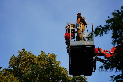 Brandweer helpt papegaai uit boom in Apeldoorn