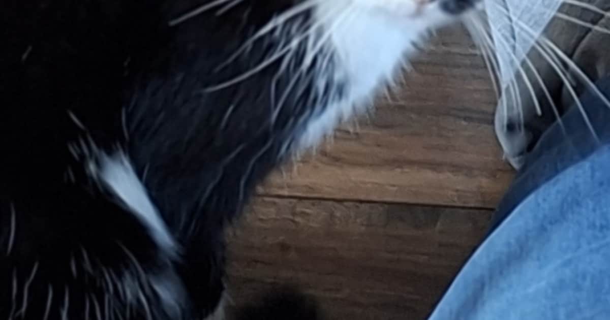 Heb jij Poes, Simba of NaoNao gezien? Deze drie huisdieren worden in Best vermist
