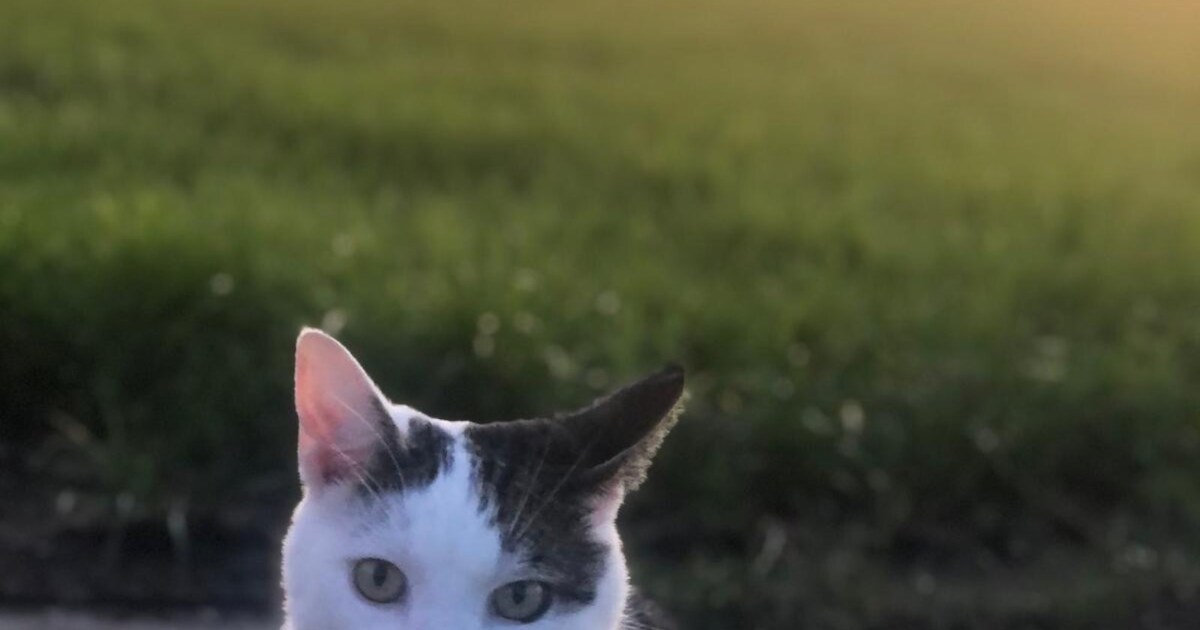 Heb jij Nala of Pino gezien? Deze twee huisdieren worden in Kaag en Braassem vermist