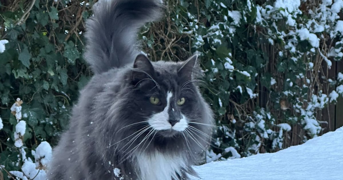 Heb jij Bob, Simba of Jip gezien? Deze drie huisdieren worden in IJsselstein vermist