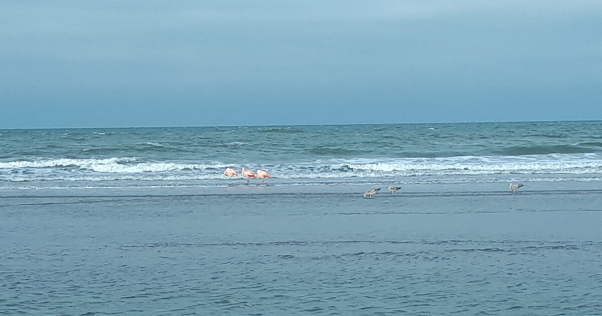 Westland lijkt wel op Aruba: Flamingo’s gespot op het strand bij Ter Heijde